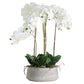 Large White Orchid In Stone Pot